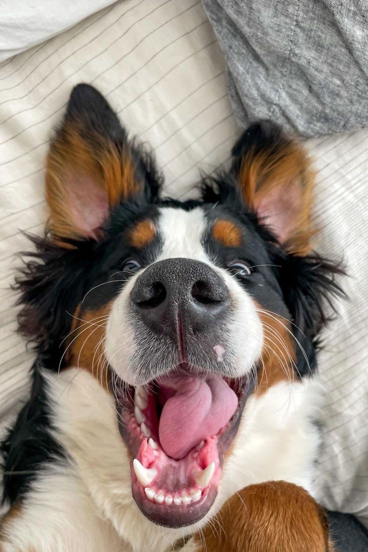 Garance spokojenosti